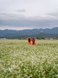 【福井県/あわら市】白い花が可愛いお花畑！