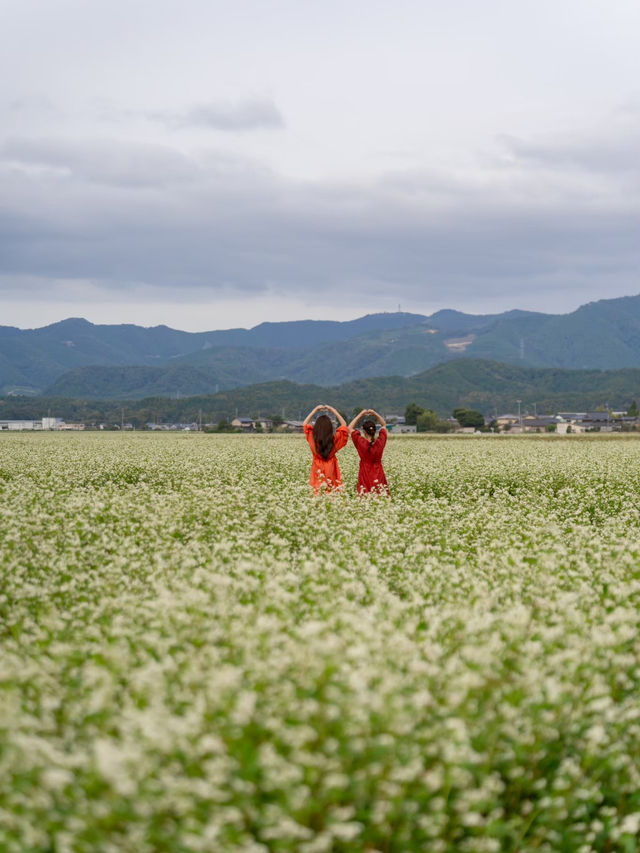 【福井県/あわら市】白い花が可愛いお花畑！