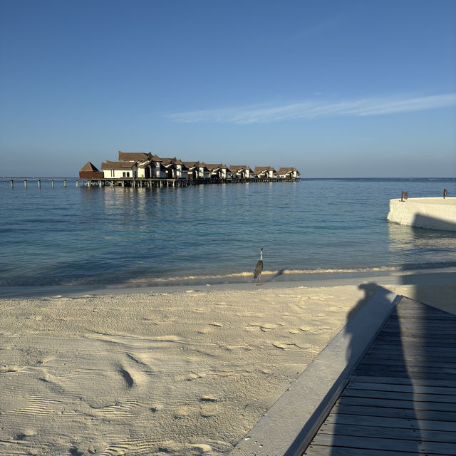 Ozen in Maldive . Eat , drink , Relax 