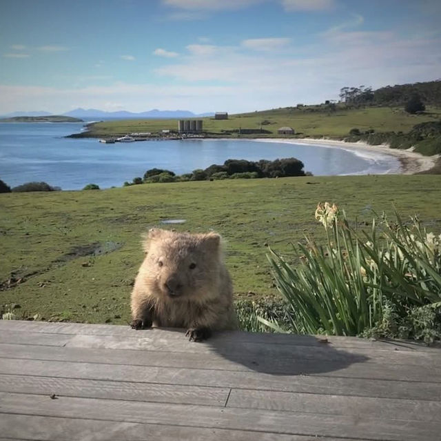 Maria Island, Tasmania 