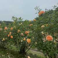 【広島県】世羅高原 花の森！イングリッシュローズ🌹