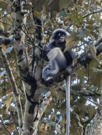 Into the Wild: Camping Adventure at Kaeng Krachan National Park 