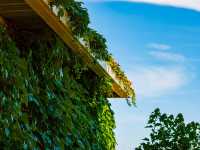 Geelong Botanical Gardens: An Oasis of Beauty