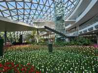 ทิวลิปบานที่ระยอง