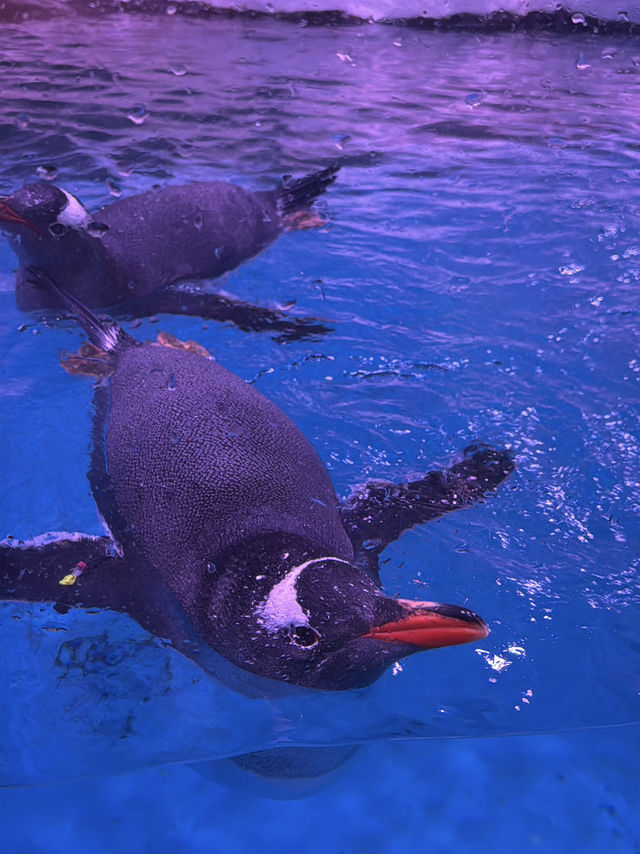 SEA LIFE Bangkok Ocean World