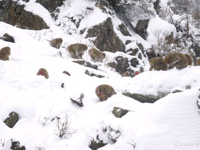 【長野県】外国人に大人気！野生の猿の温泉浴「地獄谷野猿公苑」