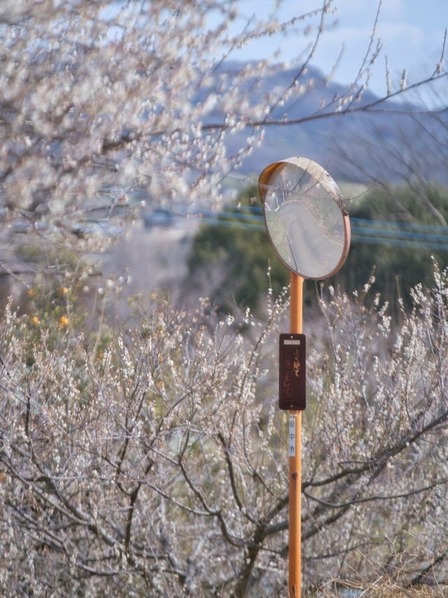 【群馬】3万5千本の梅の花が咲き誇る絶景😍秋間梅林で春の訪れを感じよう🌸