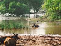 A Full-Day Safari in Yala National Park