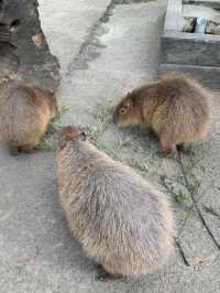 碧テラス〜ニュー八景園〜熱海梅園