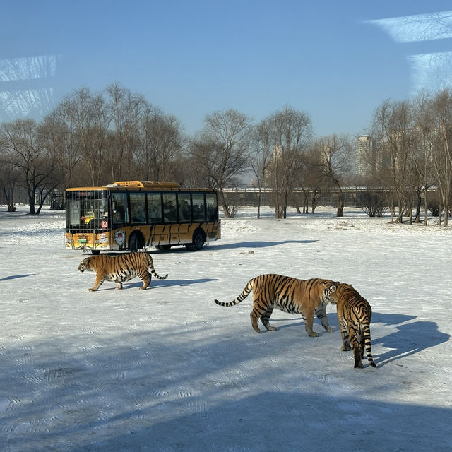 Harbin: A Frozen Wonderland of Ice, Culture, and Adventure