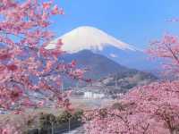 🌸 Matsuda Sakura Festival 🌸