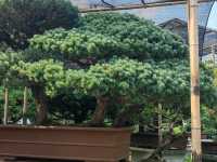 A Journey Through Suzhou's Classical Garden- Lingering Garden
