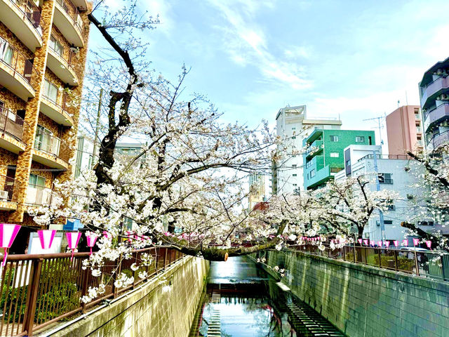 東京目黑川櫻花遊記：細膩動人的春日夢