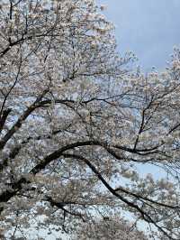 森之宮公園的櫻花盛開，難以忘懷的絕景 🌸✨