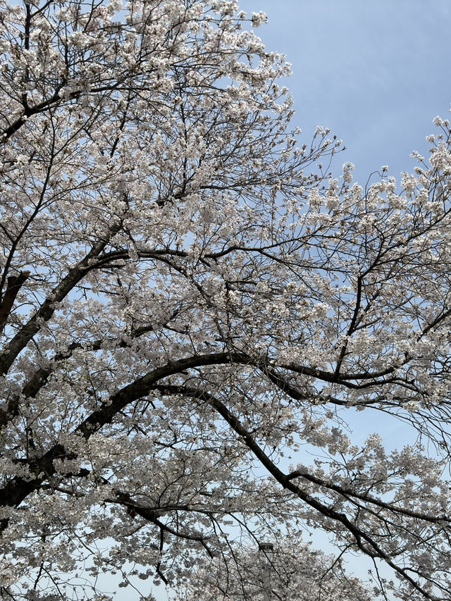 森之宮公園的櫻花盛開，難以忘懷的絕景 🌸✨