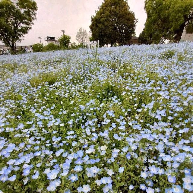 Toneri Park (舎人公園)