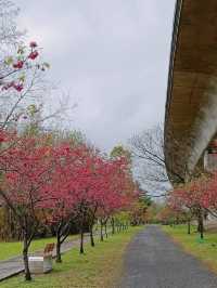 竹東生態河濱公園賞櫻美景