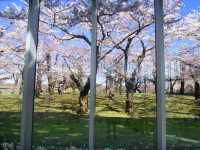 【北海道】五芒星の桜の名所、函館「五稜郭」