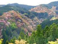 【奈良県】日本古来の桜の名所「吉野山」