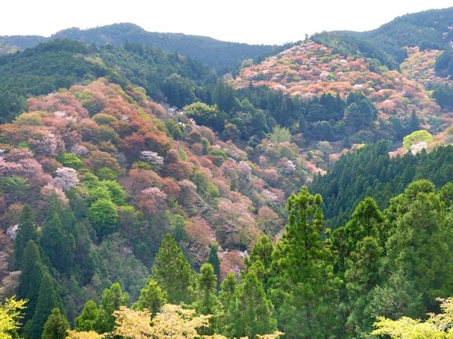 【奈良県】日本古来の桜の名所「吉野山」