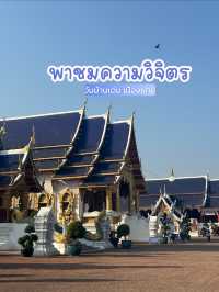 พาชมความวิจิตรตระกาลตา👀