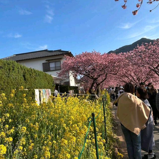 Kawazu, Shizuoka Prefecture