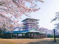Chasing Sakura at Ikuta Ryokuchi Park