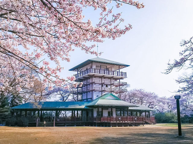 Chasing Sakura at Ikuta Ryokuchi Park