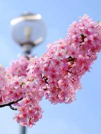 Chasing Sakura at Fushimi