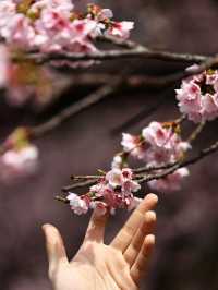 Chasing Sakura at Ueno Park 🌸