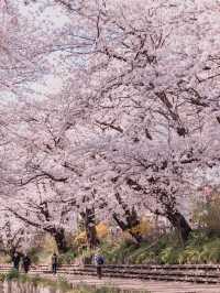 Chasing Sakura at Motoara River