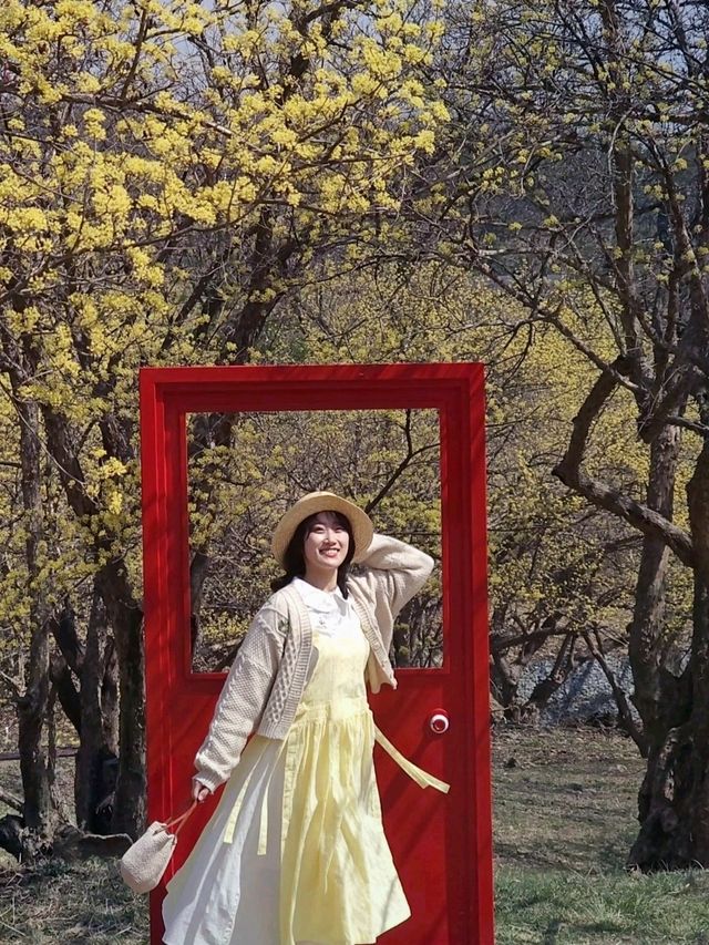 🌼 노란 물결 가득한 이천 산수유축제, 다녀왔어요!