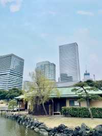 Spring at Hamarikyu Gardens🌼