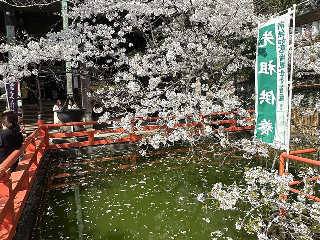 神秘的地方～櫻吹雪🌸