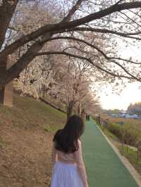 우리동네 노을 + 벚꽃 명소 🌸🧡