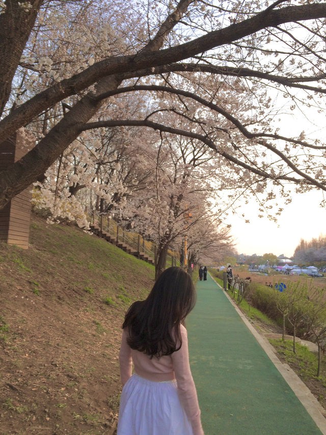 우리동네 노을 + 벚꽃 명소 🌸🧡