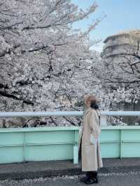 東京賞櫻🌸不要再只去中目黑了～