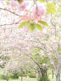 【岐阜×木曽三川公園】園内に咲き乱れる八重桜が素晴らしい