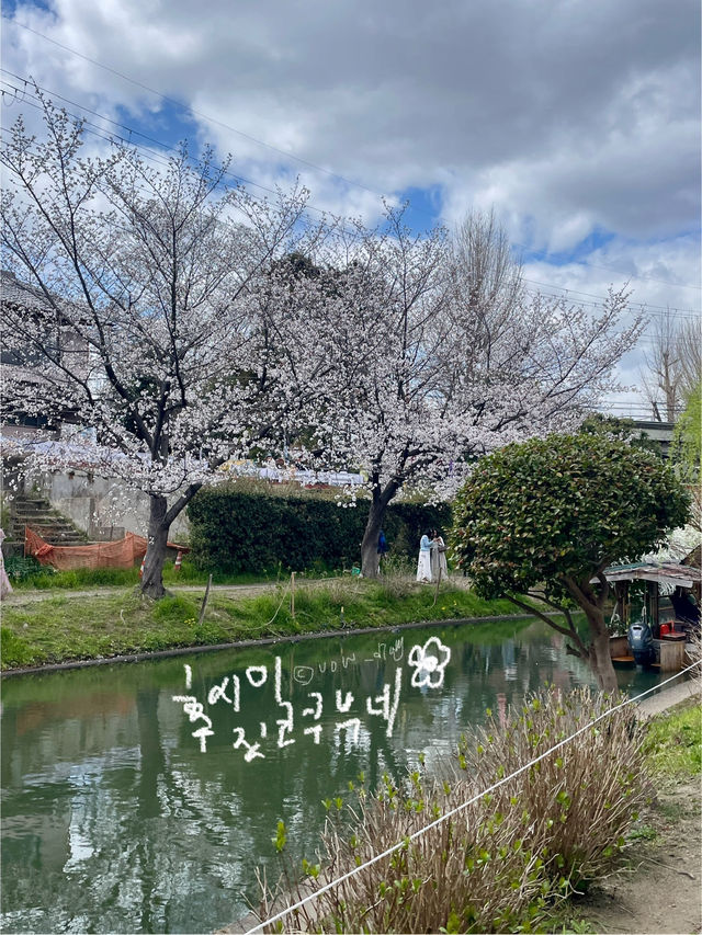 교토 벚꽃 여행지 다녀왔습니다!🎶🫶🏻