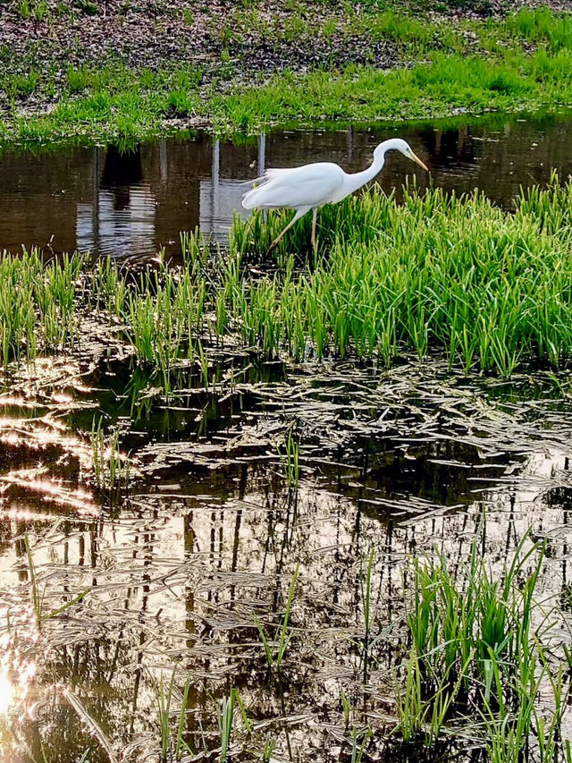 Spring Stroll at Itsukushimashissei Park
