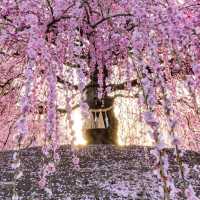 🌸✨ Mie-gnificent Blossoms: A Sakura Dream Come True! ✨🌸