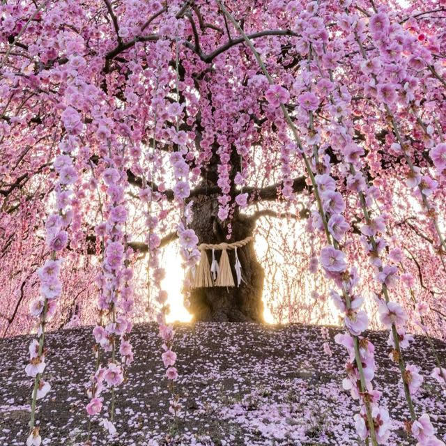 🌸✨ Mie-gnificent Blossoms: A Sakura Dream Come True! ✨🌸