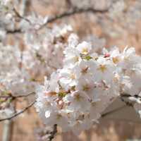 แจกพิกัดกิน เที่ยว “กรุงโซล” 🌸🍃