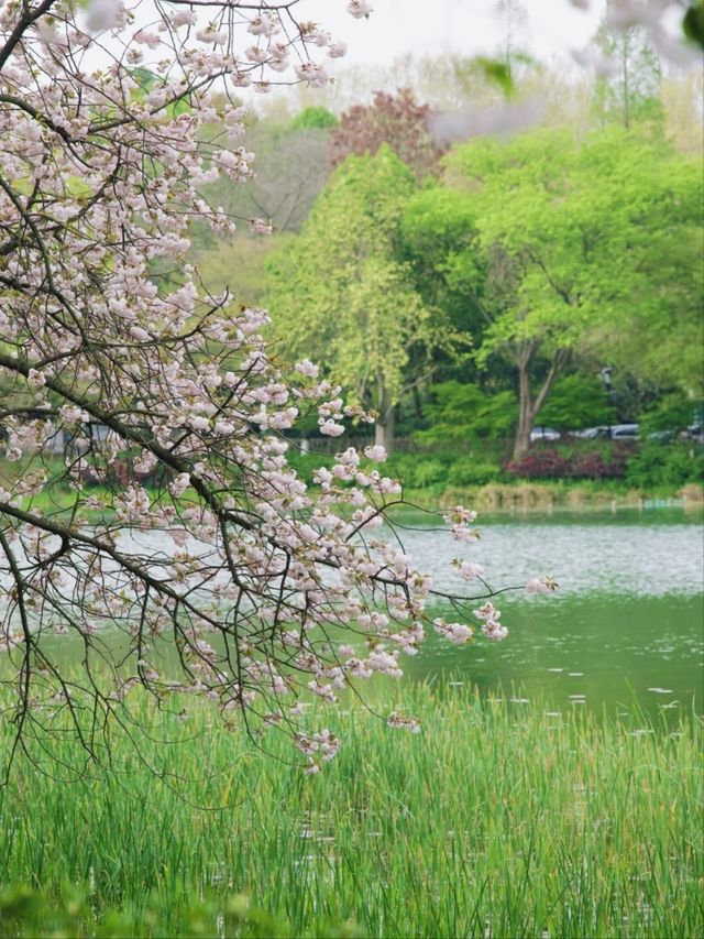Tortoise Pond– Hangzhou's Hidden Lakeside Sanctuary