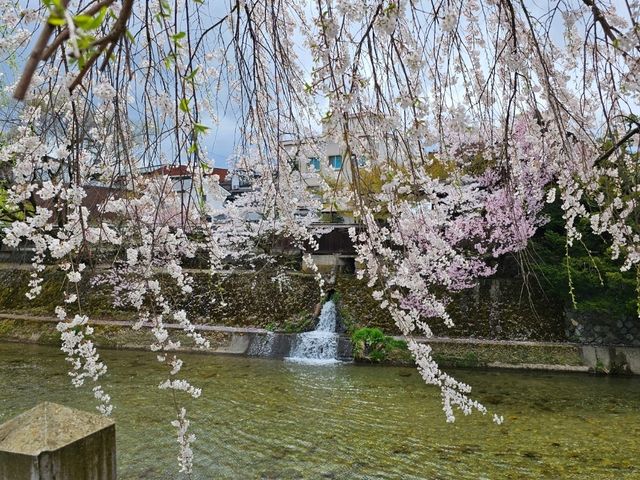櫻花紛飛的高山飛驒〔中橋〕的春日奇蹟