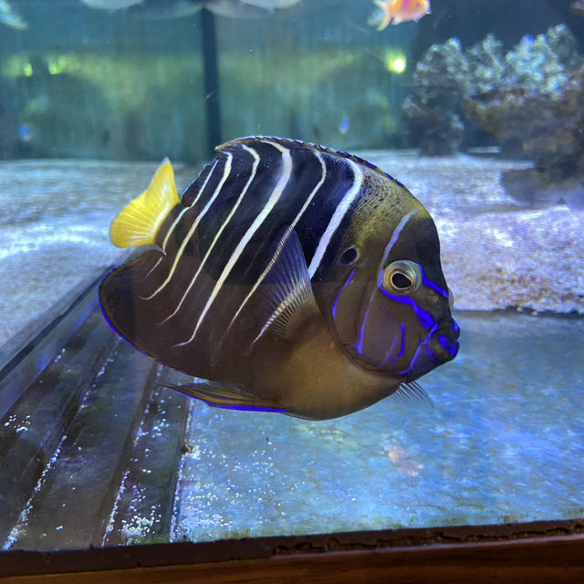 海洋生物互動展館，近距離觀賞與餵食鯊魚