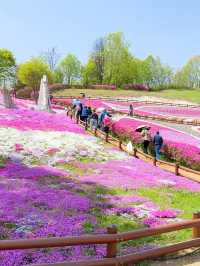 핑크빛 꽃잔디로 물드는 산청 생초국제조각공원💖