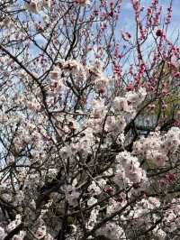 Matsumoto castle cherry blossom @ Matsumoto