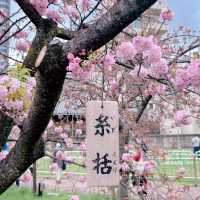 大阪市內賞櫻名所｜造幣局
