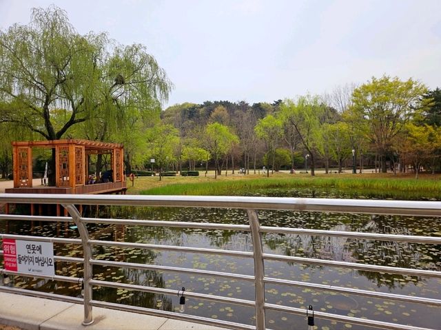 [🇰🇷蔚山] 蔚山大公園で楽しむ春の花見スポット